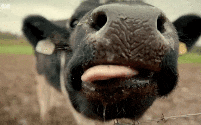 Cow licking lens