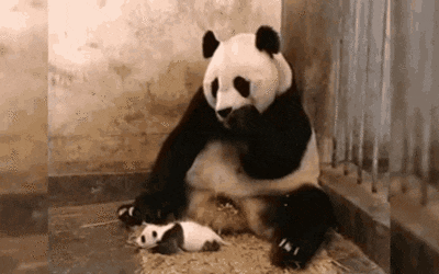 Panda baby